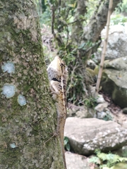 Calotes emma