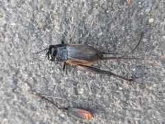 Gryllus