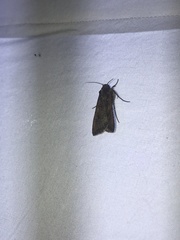 Noctuinae