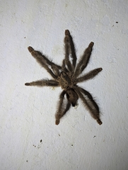 Psalmopoeus pulcher