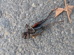 Gryllus