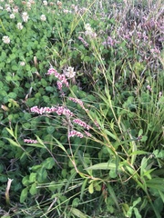 Persicaria decipiens