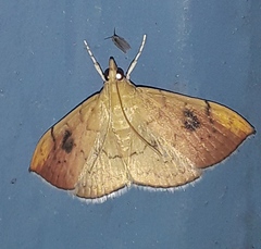 Hyalobathra coenostolalis