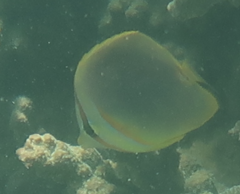 Chaetodon aureofasciatus
