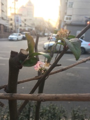 Malus