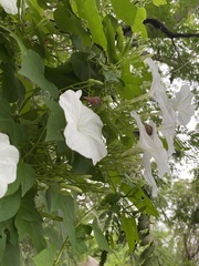 Ipomoea lottiae
