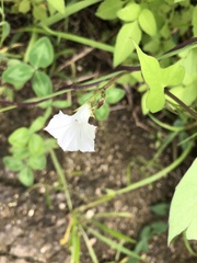 Ipomoea lacunosa