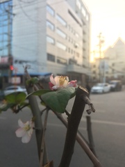 Malus