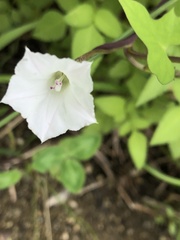 Ipomoea lacunosa