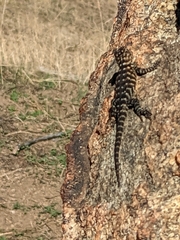 Sceloporus orcutti