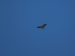 Geranoaetus polyosoma