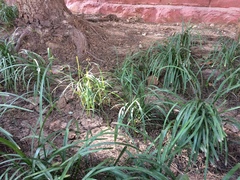 Liriope spicata