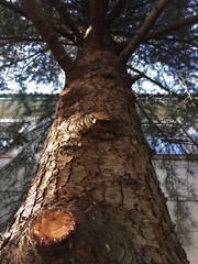 Cedrus deodara