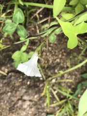 Ipomoea lacunosa