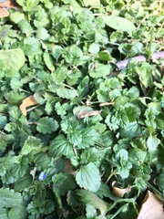 Veronica persica