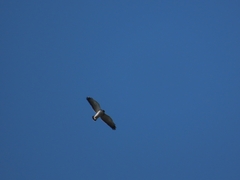 Geranoaetus polyosoma