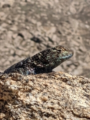 Sceloporus orcutti