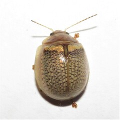 Paropsisterna