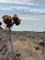 Cynara cardunculus