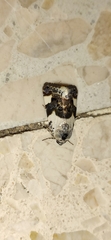 Acontia lucida