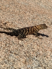 Sceloporus orcutti