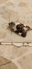 Acontia lucida