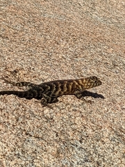 Sceloporus orcutti