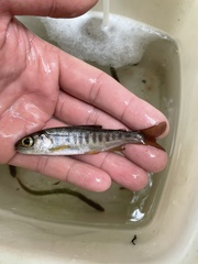 Oncorhynchus kisutch