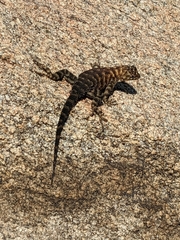 Sceloporus orcutti