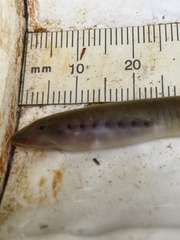 Lampetra richardsoni