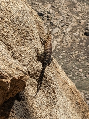 Sceloporus orcutti