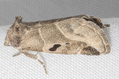 Plagiomimicus pityochromus