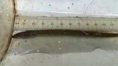 Lampetra richardsoni