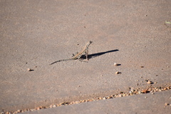 Callisaurus draconoides