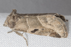 Plagiomimicus pityochromus