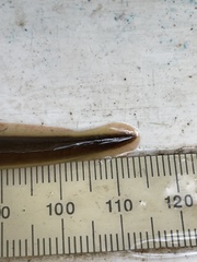 Lampetra richardsoni