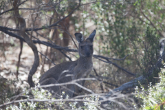 Macropus fuliginosus