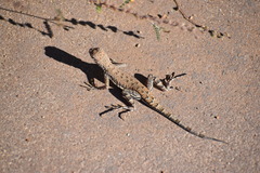 Callisaurus draconoides