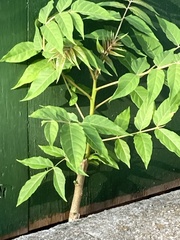 Ailanthus altissima