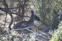 Macropus fuliginosus