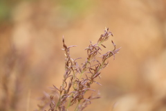 Eragrostis eriopoda