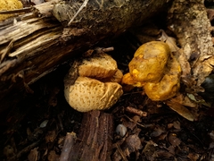 Pseudoboletus parasiticus