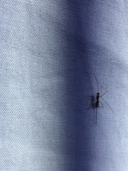 Ichneumonoidea
