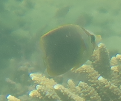 Chaetodon aureofasciatus