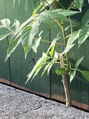 Ailanthus altissima