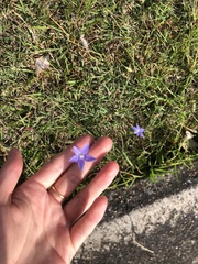 Wahlenbergia gracilis