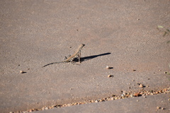 Callisaurus draconoides