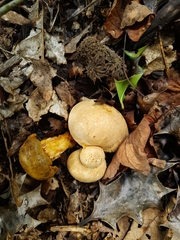 Pseudoboletus parasiticus