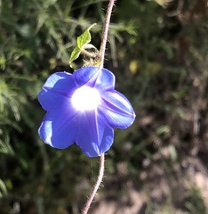 Ipomoea