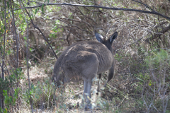 Macropus fuliginosus